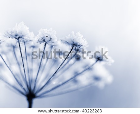 Frozen flower in blue tone, very shallow focus