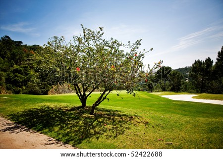 Golf course with beautiful tree with flowers