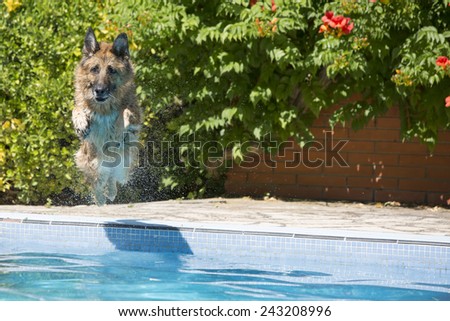 German Shepherd dog jumping into the swimming in the pool. looking at camera