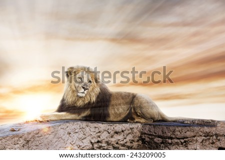 Big lion lying on rock, with a sunset background.