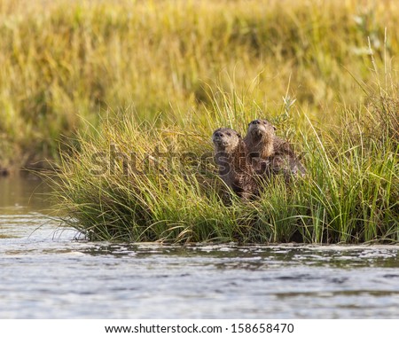 Cute River otters posing taken on the madison river in Montana