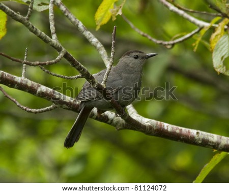 Catbird was found in a thick wooded area near the ocean in cape cod massachusetts.