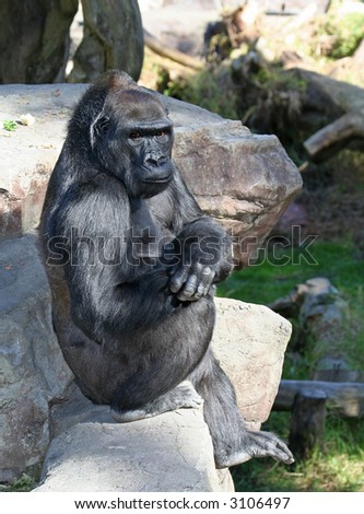 Young Beautiful Gorilla