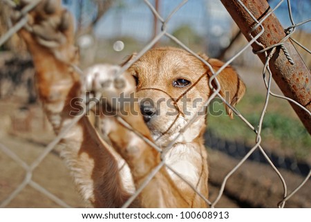 dog waiting for adoption