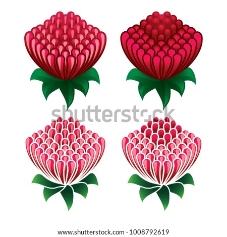 Waratah flower icon set on white background  - Waratah is the state floral emblem of New South Wales - Telopea speciosissima