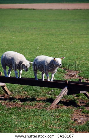 Two lambs standing in their food