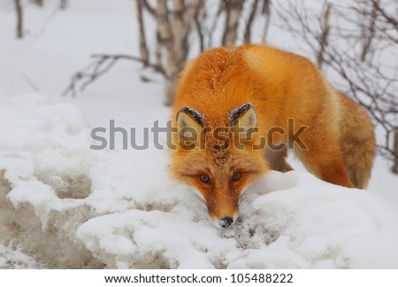 Closeup of red fox en face in snowy wood.
