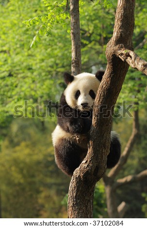Silly-looking cute panda cub sitting on a tree.