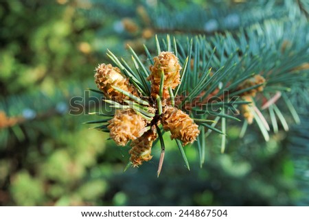 Several swollen buds of the blue spruce in spring