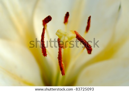 Six red stamens and yellow pistil of the white lily close-up.