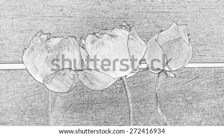 Lotus picture with black and white pencil drawing filter