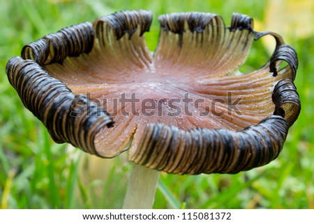 Ink cap mushroom closeup, starting to change shape and dissolving into ink substance, shallow dof
