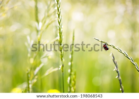 red beetle on spikelet in nature on a blurred background. macro