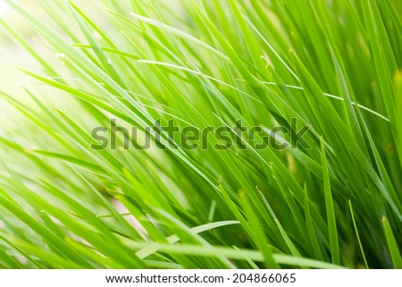 fresh green grass close up nature background