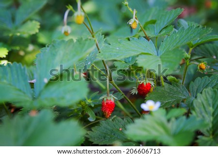 Strawberry flower and fruits on the branch at the morning light