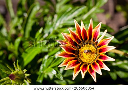 Yellow Gazania flower close up nature background. bee sits on a flower