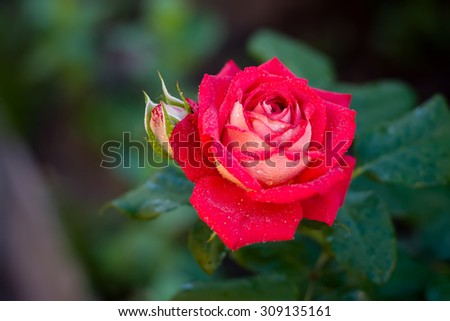 red rose with dew drops on a background of green leaves