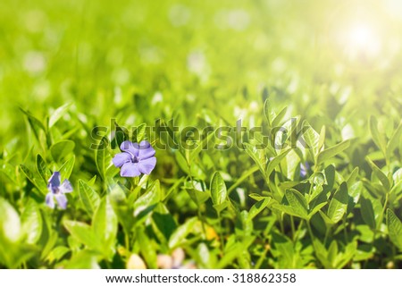 small blue flowers in the meadow at the natural green background