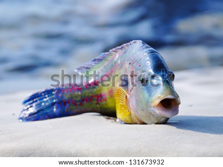 green-fish with open mouth on flat stone on blur blue background