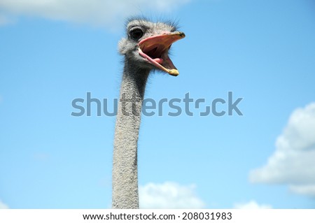 ostrich head with open beak close up on blue sky with white clouds as back ground