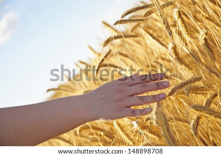 human hand in field of wheat - horizontal
