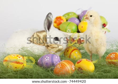 Easter set up with one yellow baby chicken, many painted eggs and one cute white bunny with golden bow on his neck. Focus is on the chick. High resolution image taken in studio.