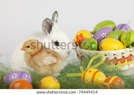 Colorful Easter image with selective focus of one cute white bunny, one red baby chicken and many painted eggs . Focus is on the rabbit. High resolution image taken in studio