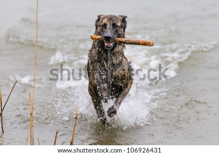 Big dog with stick in its mouth coming out of the water