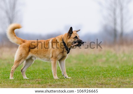Big dog standing with a stick in its mouth