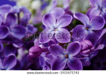 Similar – Image, Stock Photo purple lilac flowers and lilac buds against green background, closeup
