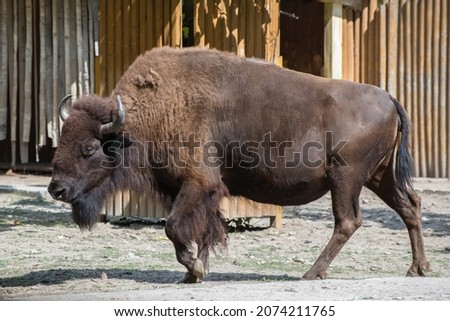 Big brown Bison walking in the padle of the zoo. Stock fotó © 