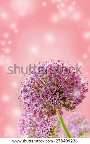 Beautiful Blooming Purple Allium Close Up, Greeting or Wedding Card design. Seasonal flower background.