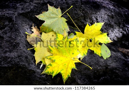 Fall leaves on black rock background