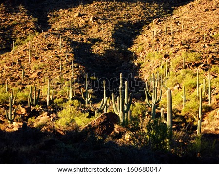 Many Saguaro cactus on mountainside in desert southwest