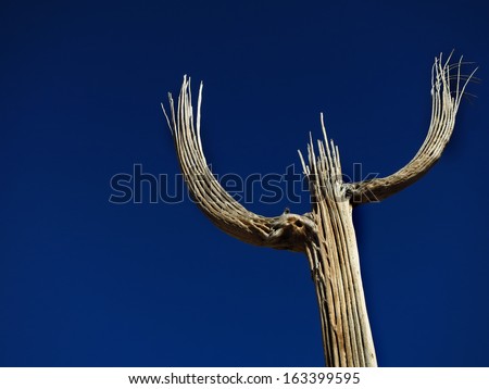 Saguaro cactus skeleton with small bird in desert southwest