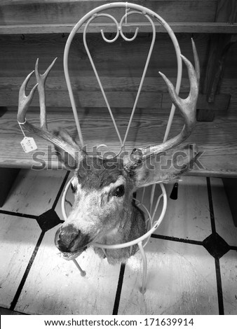 Deer head with price tag in a garage or second hand sale