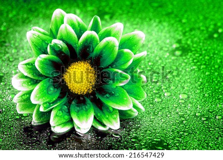 Fresh green and yellowe flower with water drops for environmental friendly