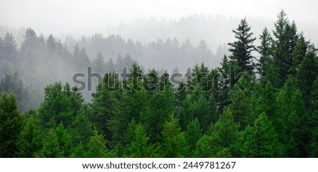 Similar – Image, Stock Photo Misty pine tree forest in the mountains in early morning