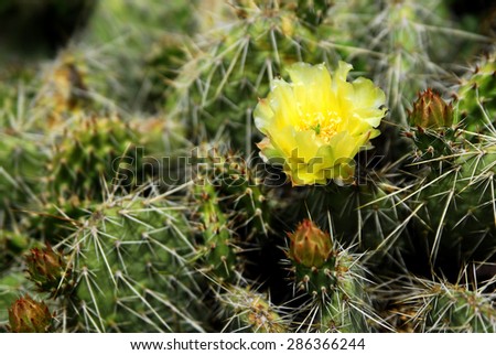 Detail of yellow cactus flower in southwestern desert