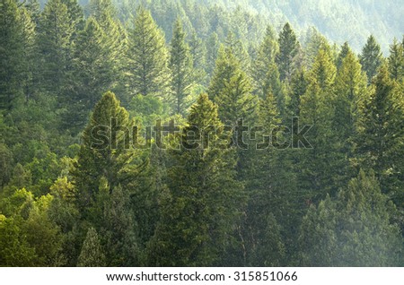 Rain storm in the forest with lush trees representing growth and life