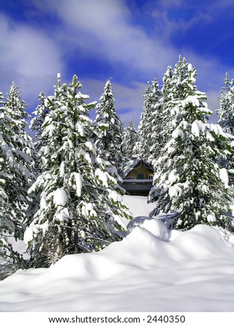 Winter Cabin with snow covered pine trees