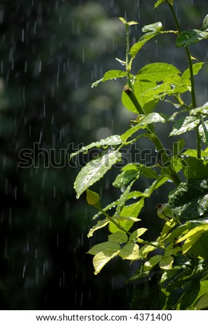 Rain drops falling on green plants and leaves