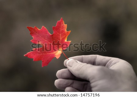 Detail of red maple leaf held in hand with autumn trees in background
