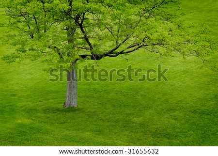 Green tree on green hill with green grass