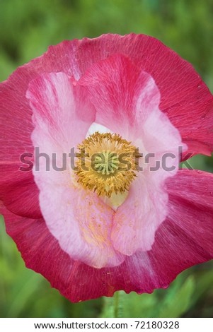 A pink fuchsia and white poppy flower bloom