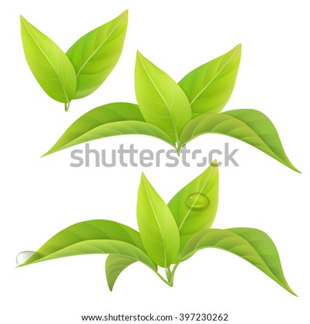 Similar – Image, Stock Photo Three leaves and drops all around