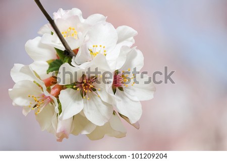 Spring bloom close-up with very soft background