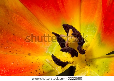 Tulip inside; very close image of tulip