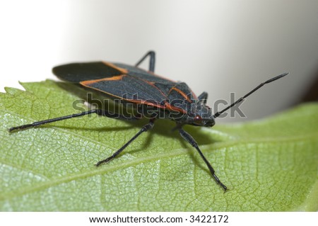 Black-orange bug on green leaf with white background