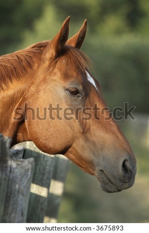 Portrait of horse; Horse head image close